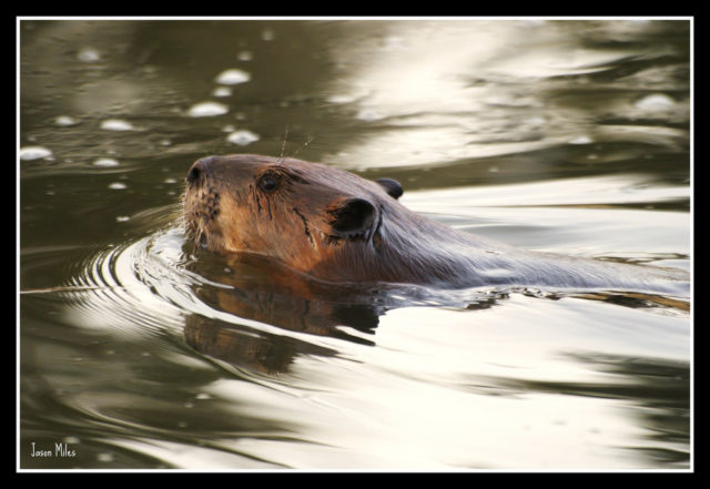A History Of Once Common Beavers In California Bay Nature