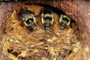 Bombus melanopygus - aka black-tailed bumblebees - nesting inside a bird house (Rollin Coville)