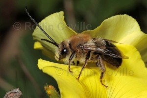Eucera frateralbopilosa, a solitary bee - on yellow flower