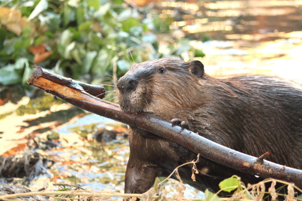 Often people are worried that beavers will flood out areas, but there are ways to ensure water levels don't get too high. Photo: Cheryl Reynolds/Worth A Dam