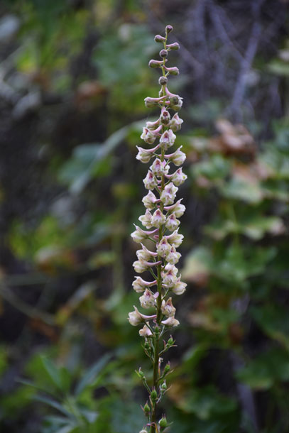 Ogden_Delphinium-californicum-ssp