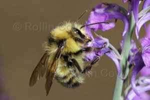 A yellow-head bumblebee (Rollin Coville)