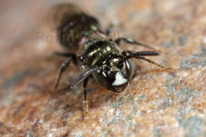 Ceratina is a tiny bee the size of a grain of rice (Rollin Coville)