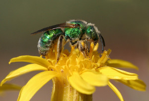 Green sweat bee (Paul G. Johnson)