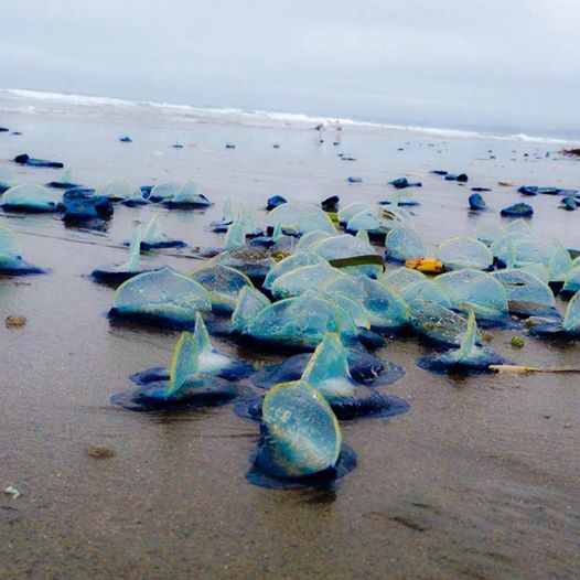Vellela vellela - translucent blue jellyfish-like creatures - are sometimes found littering Bay Area beaches when the wind changes.