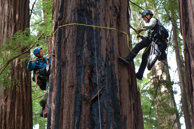 Humboldt State researchers Steve Sillett (right) and Marie Antoine ascend into the canopy of a redwood tree at Muir Woods to survey the surprising number of species found there. (Photo by Tonatiuh Trejo-Cantwell)