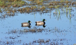 Mallards swim through the ponds in the Hamilton wetlands. (Photo by Sally Rae Kimmel)