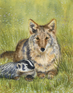 Badgers and coyotes work together to hunt squirrels. Painting by Ann Maglinte.