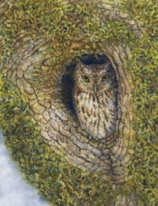 Western screech owl nesting in a tree cavity. Painting by Ann Maglinte.