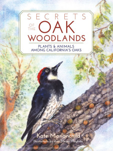 Secrets of the Oak Woodlands cover with acorn woodpecker. Painting by Ann Maglinte.