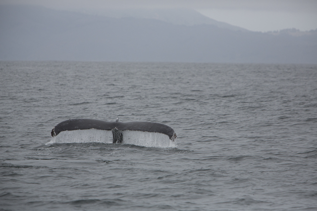 Too late for the official count, but not to brighten researchers' mood, a humpback whale puts in an appearance just off the Golden Gate. (Photo by Jason Jaacks)