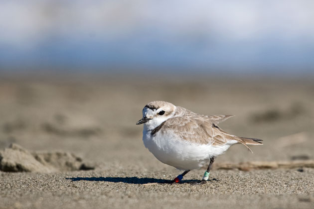 Changes in sediment in the Bay could place even more pressure on Ocean Beach's small snowy plover population. (Photo by Will Elder, National Park Service)