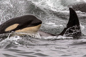Orca calf and female relative. Photo: Michael Sack, Sanctuarycruises.com.