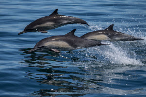 Dolphins plying the waters of Monterey Bay. Photo: Michael Sack, Sanctuarycruises.com