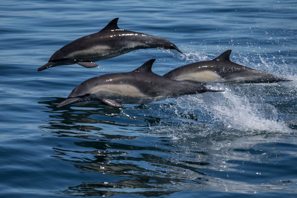Dolphins plying the waters of Monterey Bay. Photo: Michael Sack, Sanctuarycruises.com