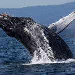 Humpback whale breaching in Monterey Bay. Photo: Michael Sack,