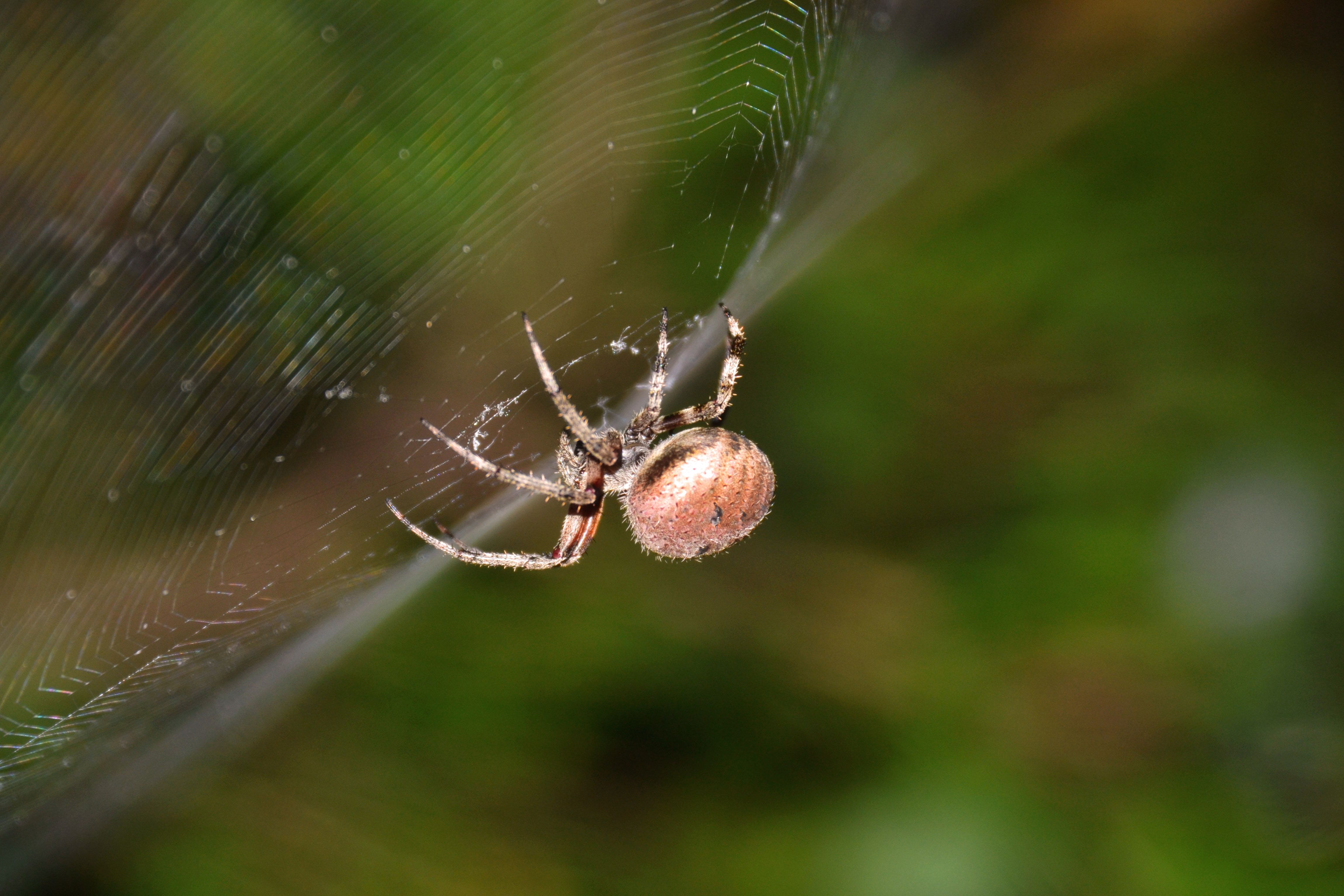 Ask the Naturalist  Spiders that Build Structures in their Webs