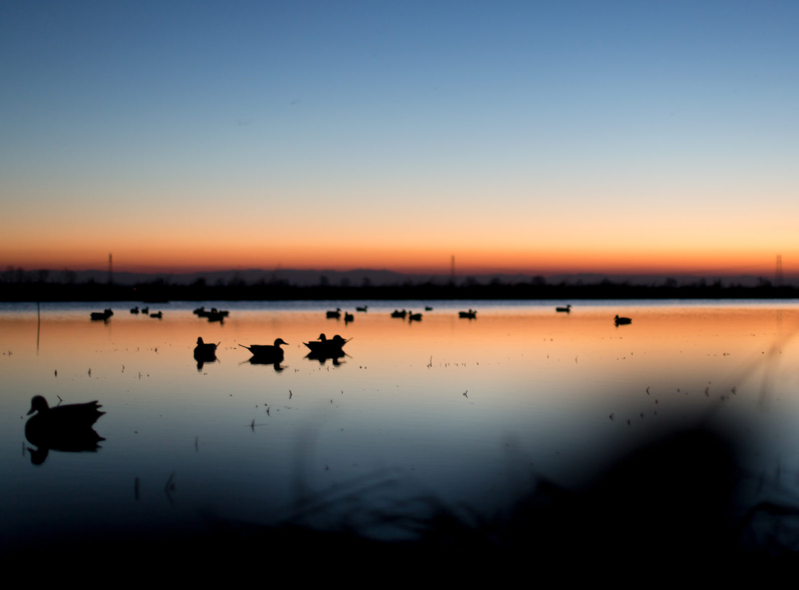 duck decoys in Sutter County