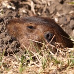 Western pocket gopher pokes its head out of the ground.