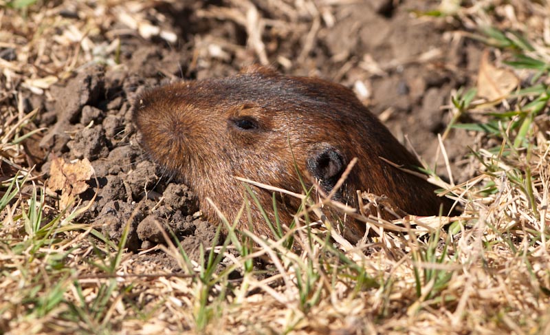 Western pocket gopher pokes its head out of the ground.