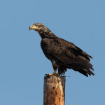 Juvenile bald eagle on top of dead tree stump at Vargas Plateau, East Bay Regional Parks. Photo: John McGinty