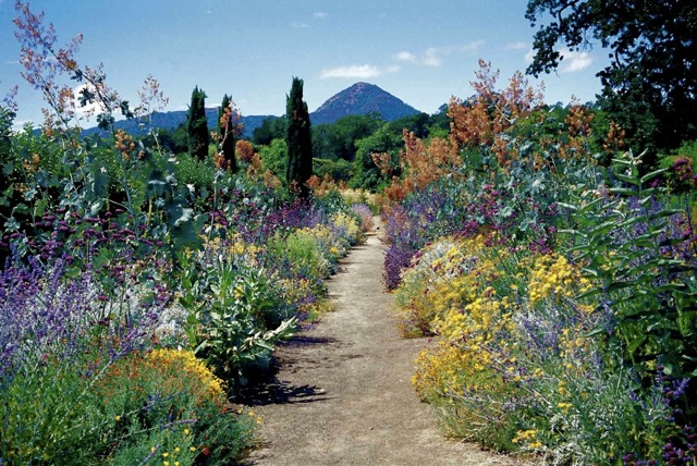 California native plants, plus Mediterranean plants at the former Fetzer garden - fragrant and filled with the activity of insects.