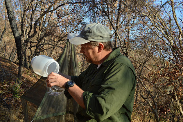 Kip Will collects specimens from the Malaise trap. They'll be sorted and identified in labs. (Photo by Joan Hamilton)