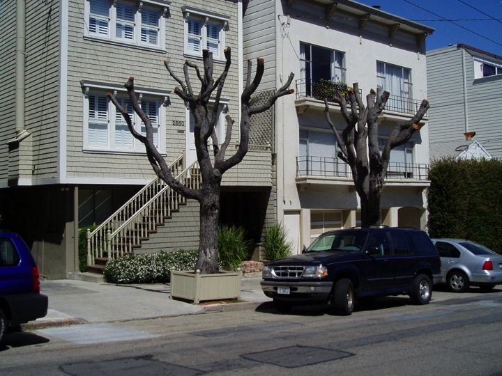 More trees that have been neglected. Photo: FUF