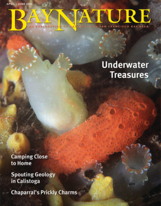 Bay Nature Apr-Jun 2003 cover