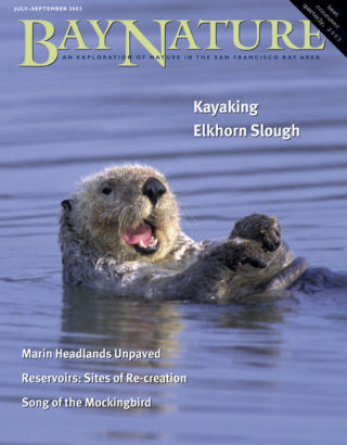 Bay Nature Jul-Sept 2003 cover - sea otter