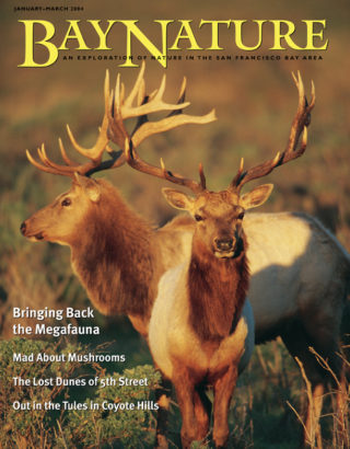 Bay Nature Jan-Mar 2004 cover