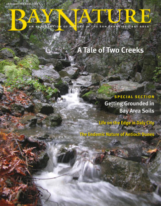 Bay Nature Jan-Mar 2005 cover