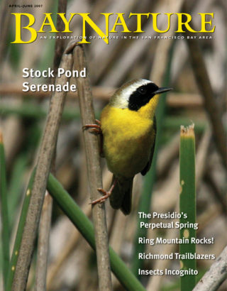 April-June 2007 cover of a common yellowthroat