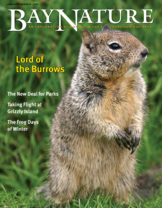 Jan-March 2008 cover of ground squirrel