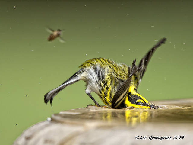 Townsend's warbler. Photo: Lee Greengrass