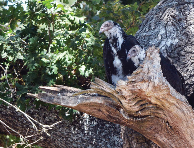 turkey vulture chicks