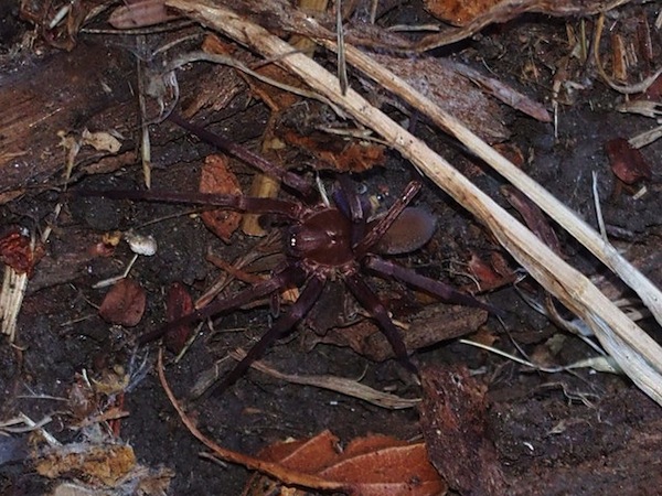 The tengellid spider can often be found in caves. Photo: J. Maughn, Flickr