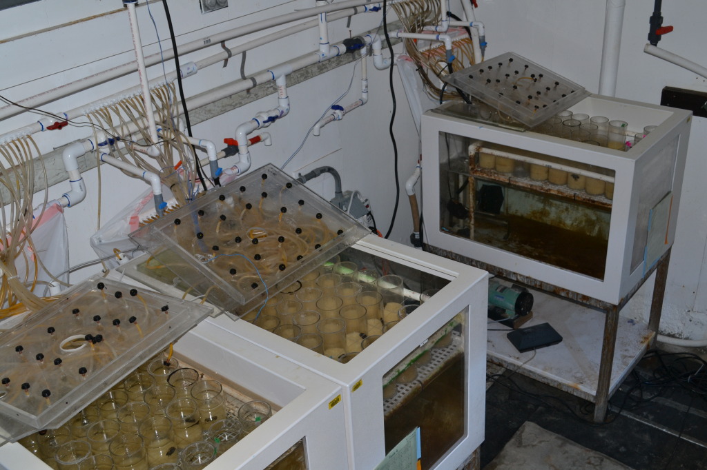 Stillman's lab set up an experimental aquarium to mimic the effects of climate change. Photo: Adam Paganini
