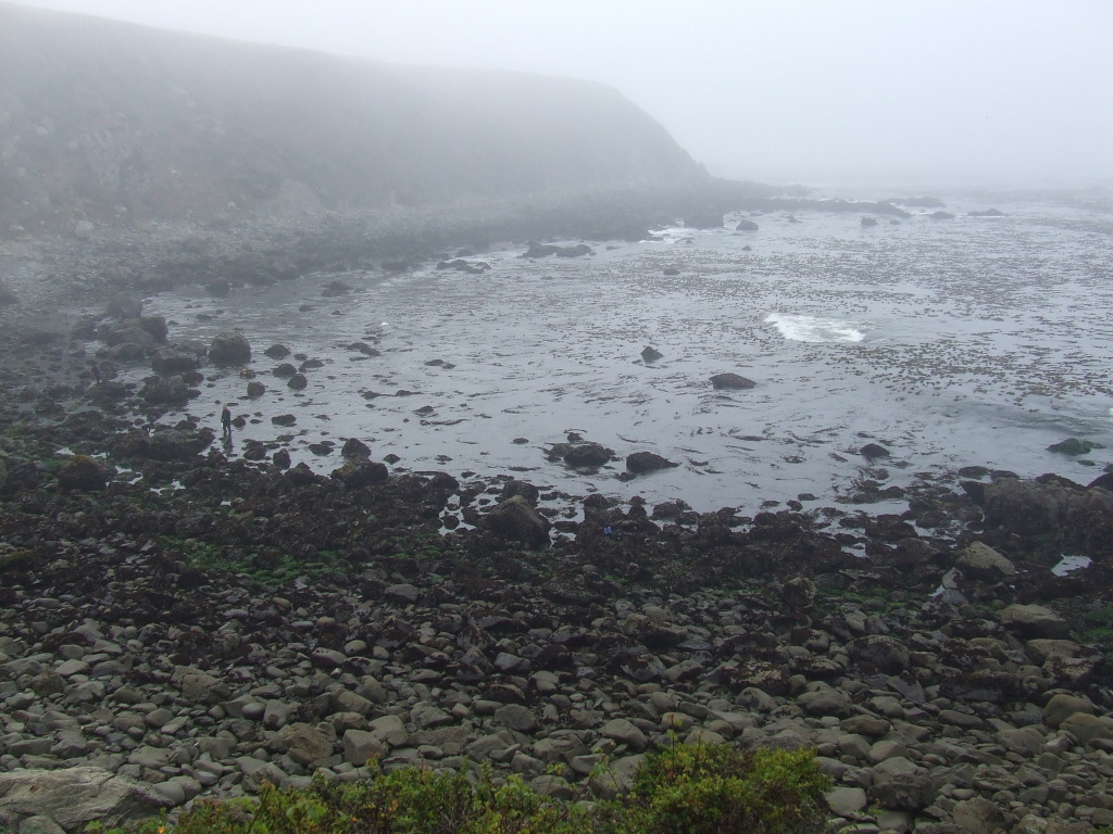 The porcelain crabs were collected from this site at Fort Ross, CA. Photo: Adam Paganini