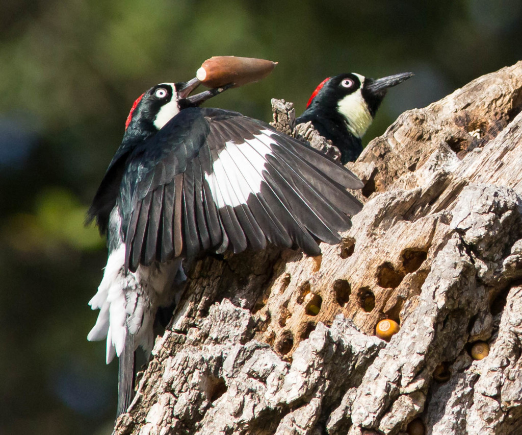 Acorn Woodpeckers storing acorns / Photo by Larry and Dena Hollowood, www.flickr.com/photos/larry_dena/