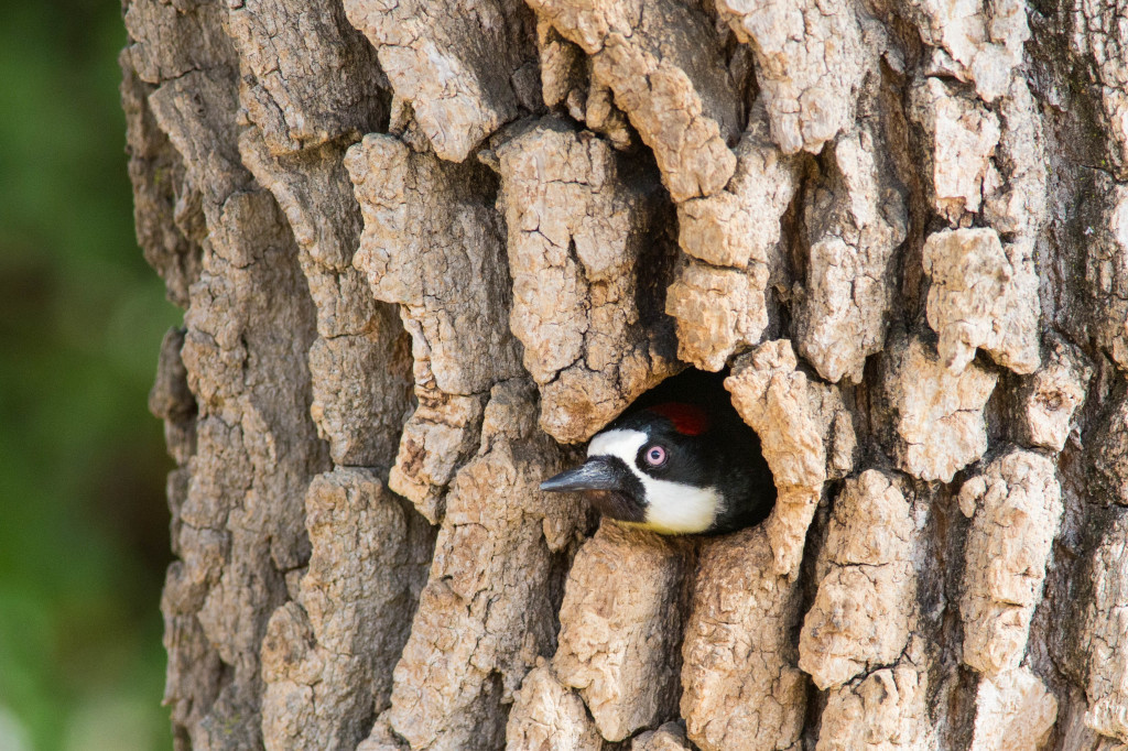 Acorn Woodpecker / Photo by Larry and Dena Hollowood, www.flickr.com/photos/larry_dena/