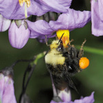 Yellow-faced bumblebee (Bombus vosnesenskii) on a solanum blossom. Photo: Rollin Coville