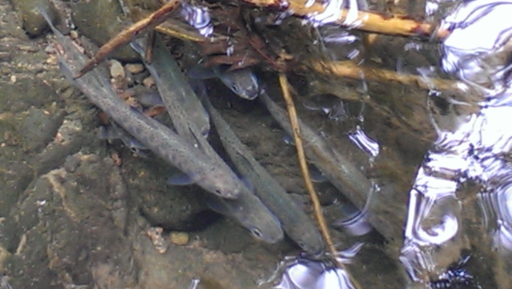 Coho salmon smolts in Lagunitas Creek. Photo: SPAWN