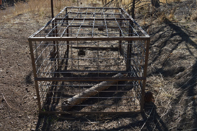 A pig trap on Mount Diablo State Park. (Photo by Joan Hamilton)