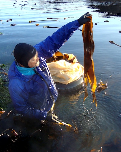 Rising Tide Sea Vegetables owner Larry Knowles at work harvesting kelp.