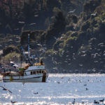 herring boat in the Bay