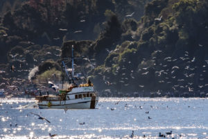 herring boat in the Bay