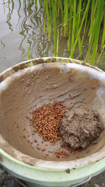 A "mud ball" preparation of sago pondweed, Stuckenia pectinata, for planting in Mountain Lake. (Photo courtesy Presidio Trust)