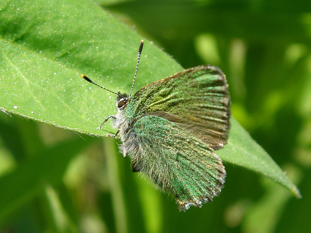 Green hairstreak butterfly. Photo: Billy Lindblom