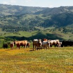 Cows grazing on wildflowers on Coyote Ridge. Photo: Stu Weiss